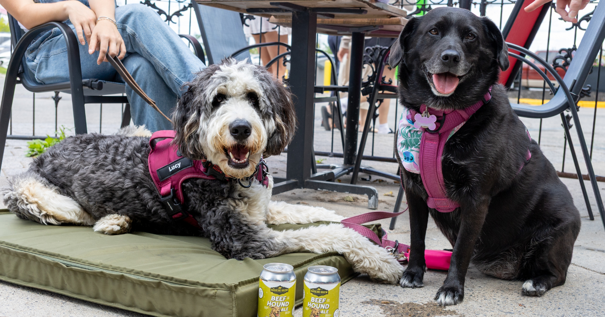 Two dogs in harnesses sitting on a mat by a table with drinks.